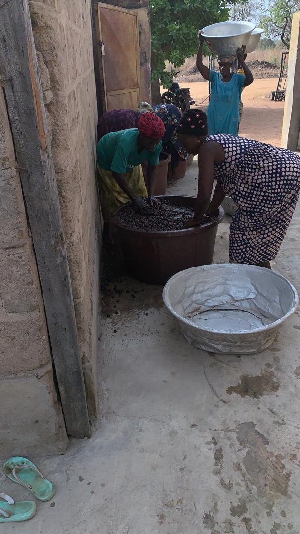 Women hand-washing and sorting shea nuts